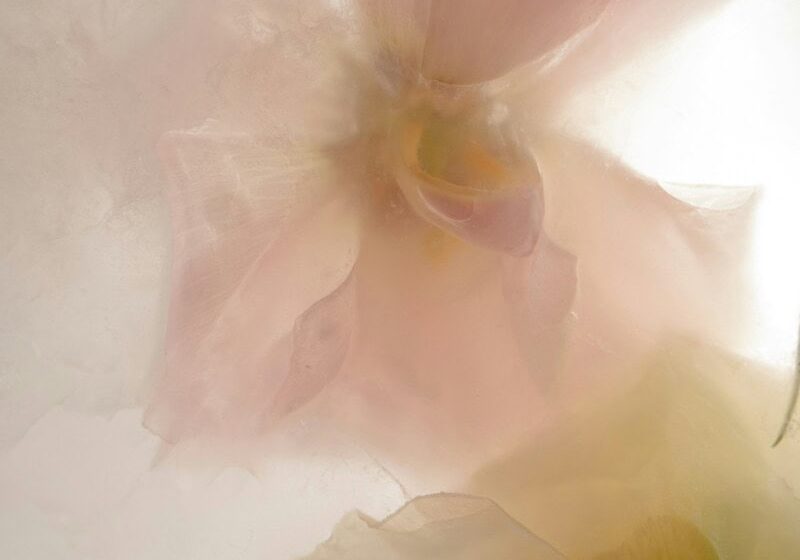 Anne Kristin Euba Floral Art Photography X1uzxia5kvi Unsplash V4 Scalemaxwidthwzgwmf0