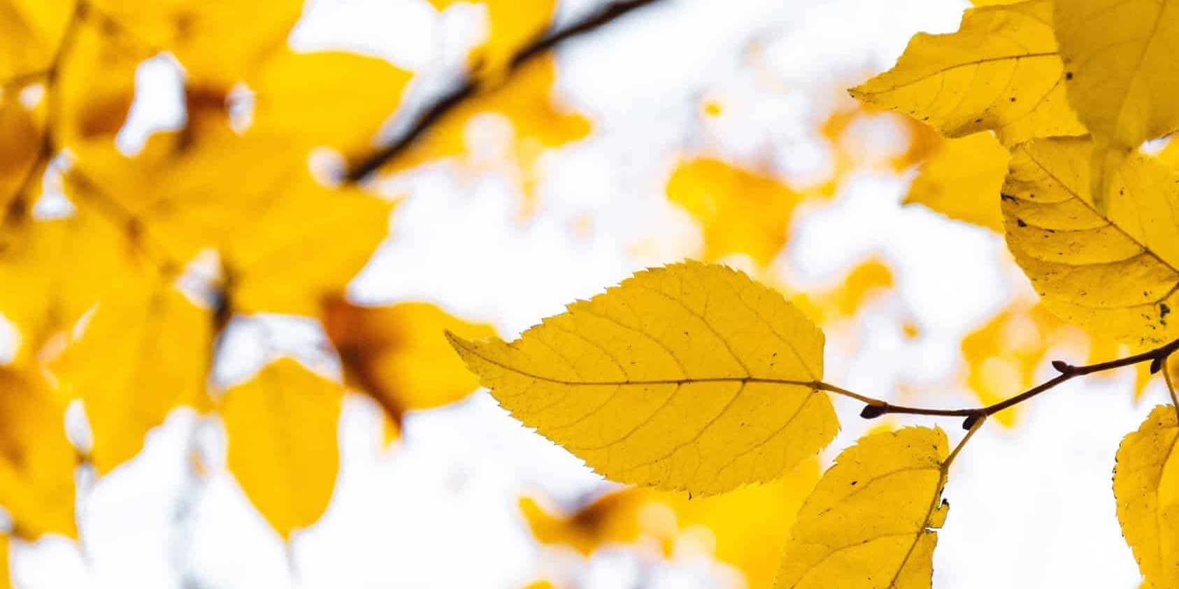 Laura Barry Eds0quq82zc Unsplash